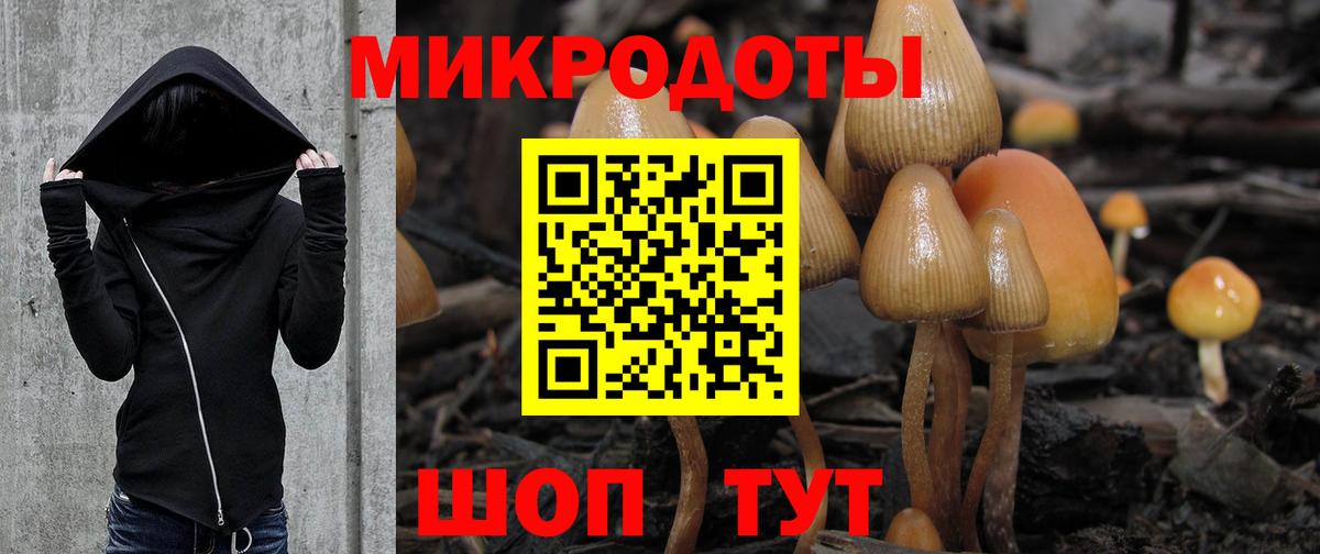 Псилоцибиновые грибы Cubensis Звенигород